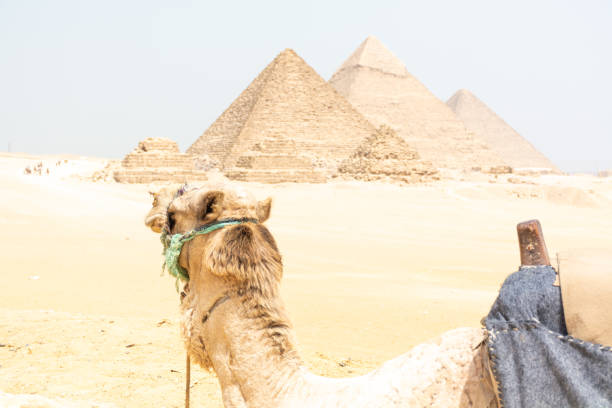 istock camel in great pyramids of giza 1314758304