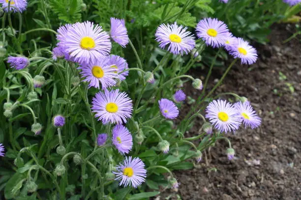 Closed buds and numerous violet flowers of Erigeron speciosus in May