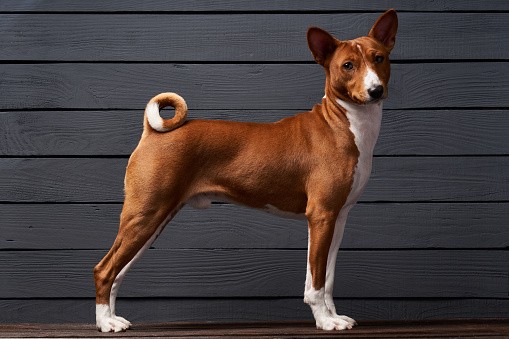 Studio shot of Basenji dog standing in posture over grey planks background