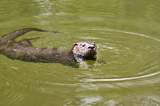 North American River Otter explores back yard pond