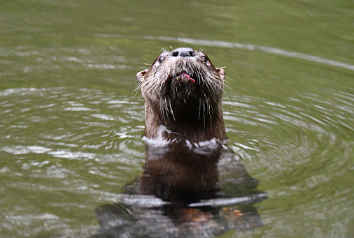 An Otter with head out of water