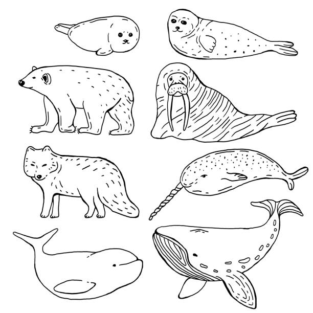 649 Artic Fox Illustrations & Clip Art - iStock | Arctic fox, Polar bear,  Snowy owl