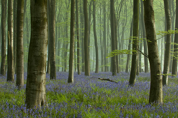 First Light in a Bluebell Wood stock photo