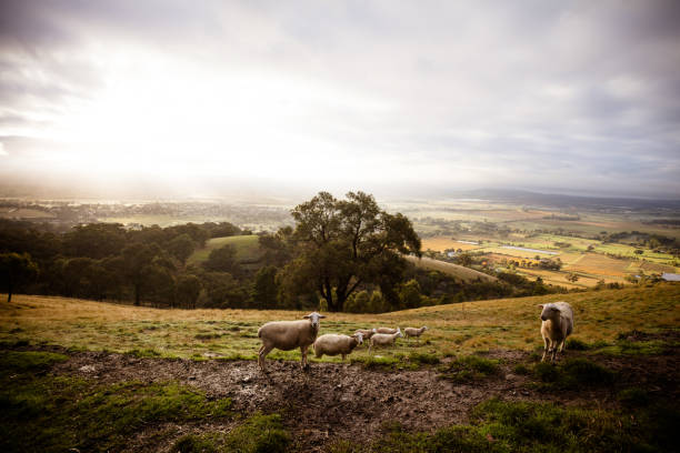 The view over Yarra Glen on a cool foggy autumn morning in Victoria, Australia