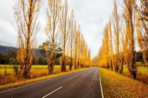 Photo of Gould Memorial Drive in Marysville in Australia