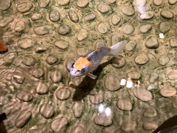 istock Colorful carp swimming in the pond 1314765885