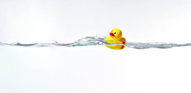 rubber duck floats photograph of rubber duck floating on a cross section of water, white background asa animal stock pictures, royalty-free photos & images