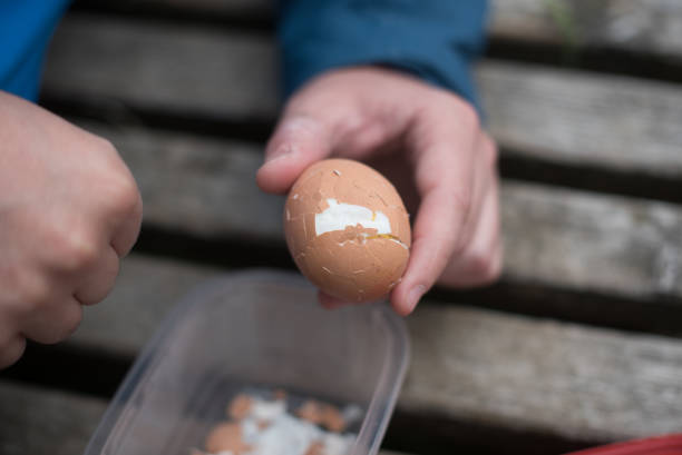 kid peeling an boiled egg on a bench - child human hand sandwich lunch box imagens e fotografias de stock