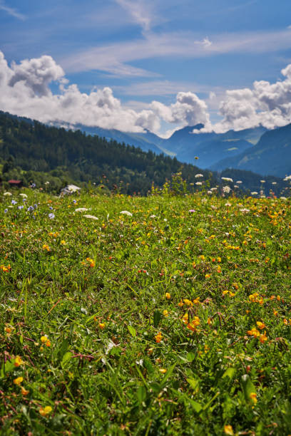 istock beautiful summer landscape in the high alps 1314771605