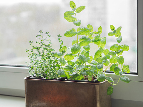 Growing fresh herbs at home on the windowsill. Mint and thyme in a metal box on a white windowsill