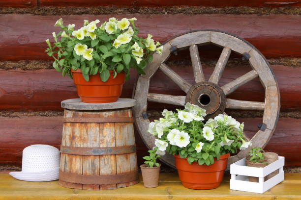 Seedlings and pots of flowers on an yellow woode bench. Pots of petunia flowers stand on a yellow wooden bench among old utensils and seedlings on the background of log wall. wagon wheel bench stock pictures, royalty-free photos & images