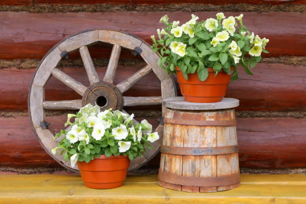 Pots of flowers on an yellow woode bench. Pots of petunia flowers stand on a yellow wooden bench among old utensils on the background of log wall. wagon wheel bench stock pictures, royalty-free photos & images