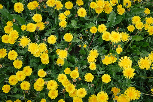 Top view of the sea of yellow dandelions. The symbol of spring. Amazing meadow with wildflowers. Beautiful rural landscape