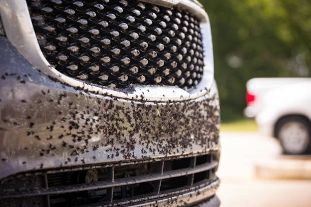 The bumper and hood are covered with a large number of dead insects and flies. The car after a trip on the autobahn is preparing to wash. The bumper and hood are covered with a large number of dead insects and flies. The car after a trip on the autobahn is preparing to wash. black fly photos stock pictures, royalty-free photos & images