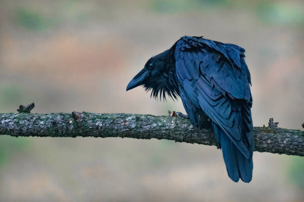 um grande corvo sentado em um galho nas rochosas canadenses. corvus corax no parque nacional jasper, alberta - alberta canada animal autumn - fotografias e filmes do acervo
