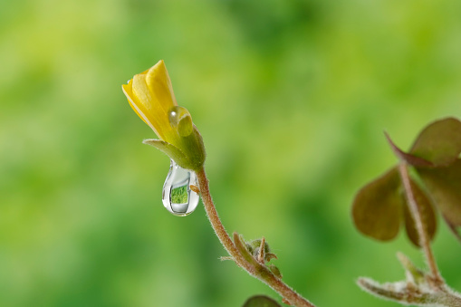 Extreme magnification macro photo of a water droplets on a Wild Flower.
