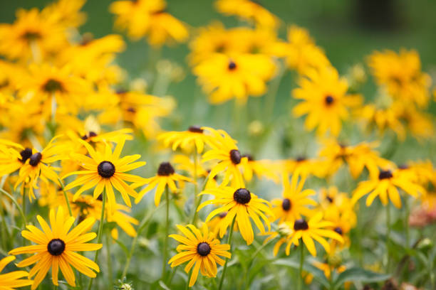 istock Large, beautiful, yellow daisies on a spring meadow in the park. Spring concept 1314779258