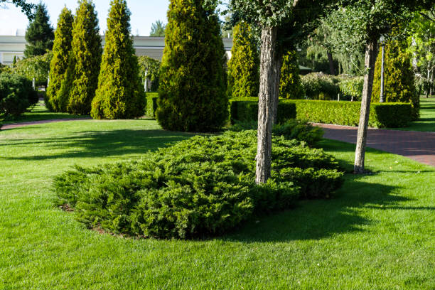 istock Ornamental bushes in a landscape park 1314780390