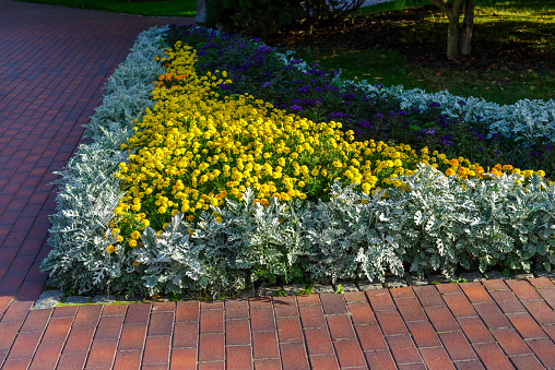 flowerbed in the rays of the setting sun