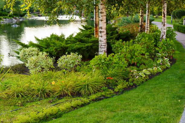 of plants and bushes in the landscape design