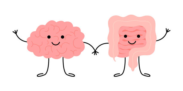 illustrazioni stock, clip art, cartoni animati e icone di tendenza di connessione di simpatici personaggi sani del cervello e dell'intestino. relazione salute del cervello umano e dell'intestino, secondo cervello. unità mentale e digestiva. illustrazione di cartone animato piatta vettoriale - 2nd base