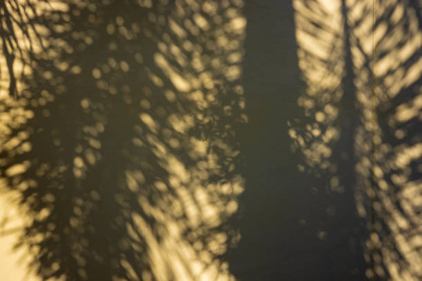 istock Palm leaf silhouette on the yellow wall. 1314781227
