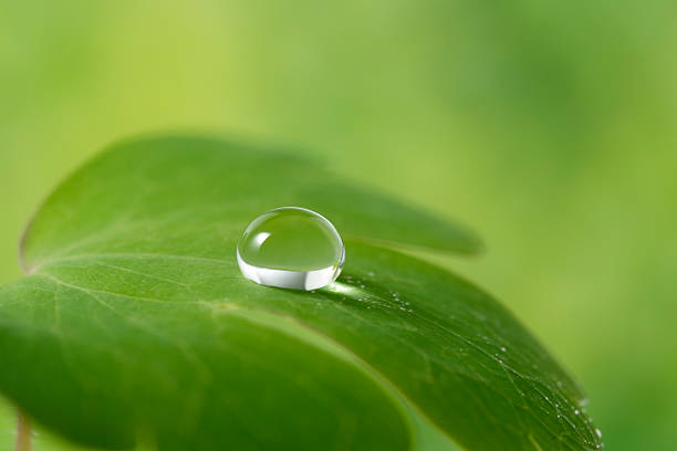 капельки воды на лист - leaf defocused dew focus on foreground стоковые фото и изображения