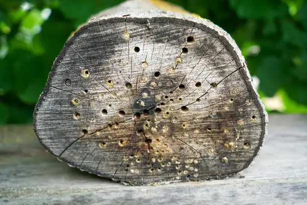 Photo of An insect hotel can be easily made from a variety of materials and is very good at watching the insects