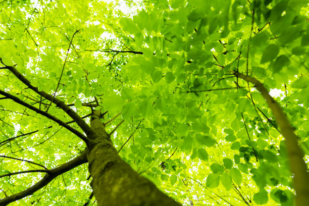 (Selective focus) Stunning view of some green tree crowns. Beautiful forest with some oak trees with branches and leaves forming a natural background.