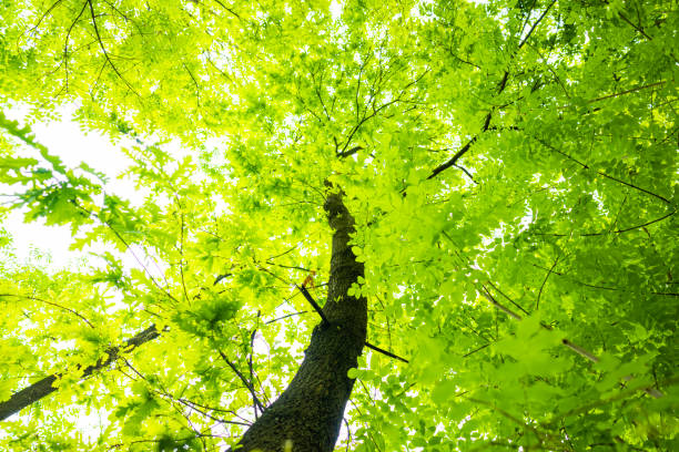 (Selective focus) Stunning view of some green tree crowns. Beautiful forest with some oak trees with branches and leaves forming a natural background.