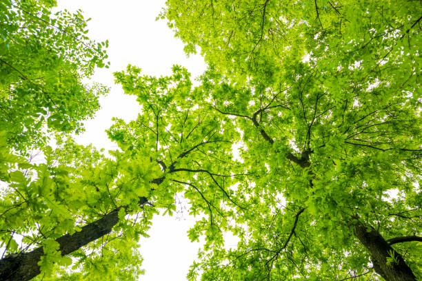 (Selective focus) Stunning view of some green tree crowns. Beautiful forest with some oak trees with branches and leaves forming a natural background.