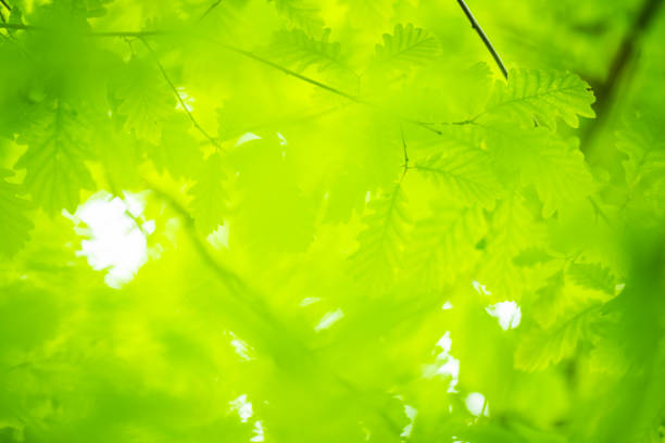 (Selective focus, soft focus of a beautiful lush vegetation with some green oak tree leaves, branches and tree crowns. Natural background with copy space.