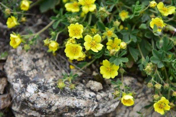 Field yellow flowers among the stones. Beautiful natural background. background for future reference. graphic element potentilla anserina stock pictures, royalty-free photos & images