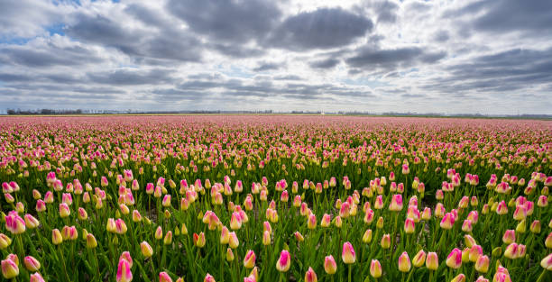 Free Stock Photo of Tulip field with dramatic cloudy sky | Download ...