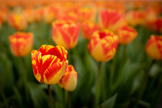 istock Low angle shot of red and yellow tulips 1314787997