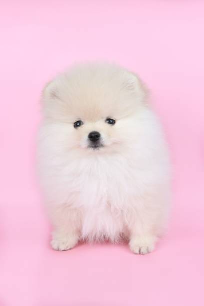 istock dog in pink background 1314788139