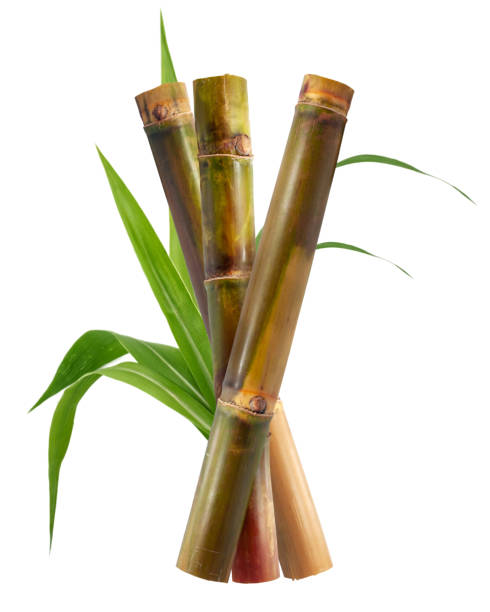 istock Single object of Sugar cane isolated on white background 1314789440