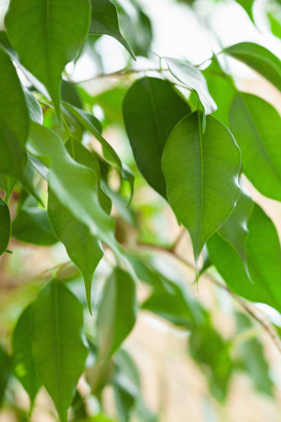 istock ficus benjamina large green houseplant 1314791048