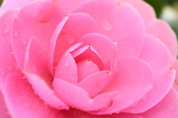 plein cadre de fleur rose de camellia japonica fleurissant avec la chute d’eau après pluie. - nature rain crop europe photos et images de collection