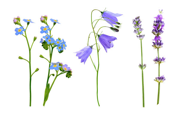 istock set of wild flowers isolated on white background 1314791438