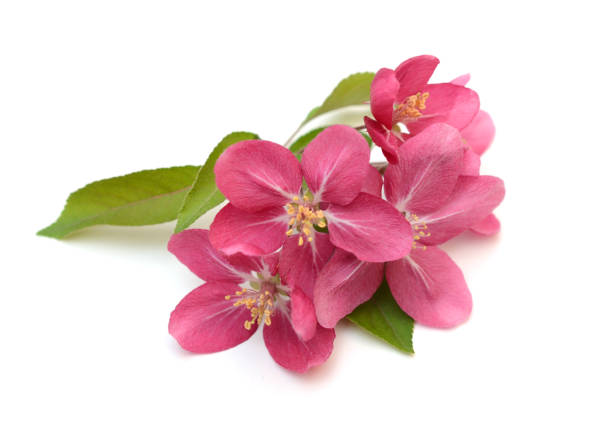 istock peach blooming flowers isolated on white background 1314791646