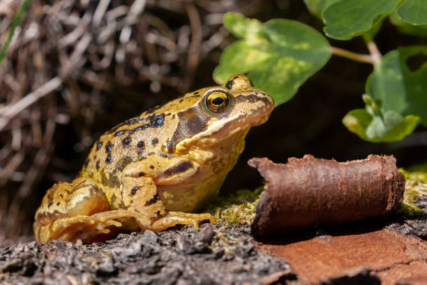 istock Common UK frog in unusual yellow colour 1314791858