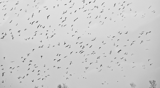 flock of pigeons