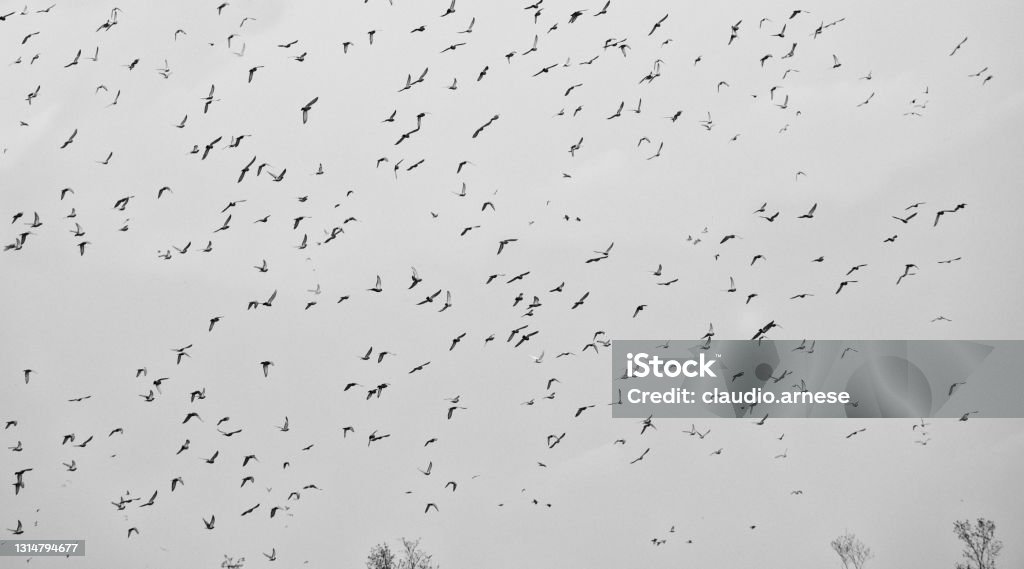 flock of pigeons Bird Stock Photo
