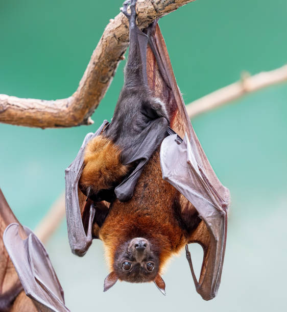 Close up of a female Indian flying fox with pup Close up of a female Indian flying fox with pup (Pteropus medius) perching stock pictures, royalty-free photos & images