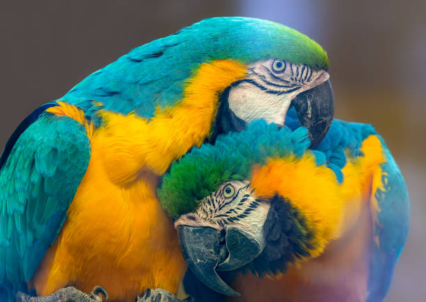 Pair of Blue-and-yellow macaw Pair of Blue-and-yellow macaw (Ara ararauna) ornithology photos stock pictures, royalty-free photos & images