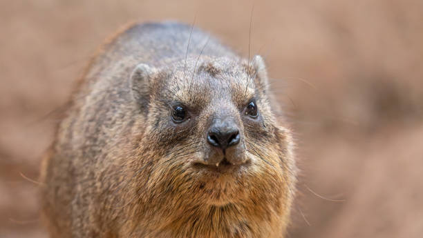 Frontal Close up of a Rock hyrax Frontal Close up of a Rock hyrax (Procavia capensis) hyrax stock pictures, royalty-free photos & images