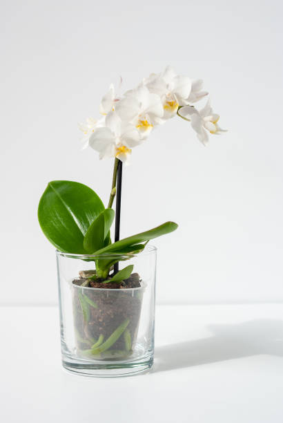 White natural orchid on a table Blooming white orchid plant in transparent pot on a table potted orchid stock pictures, royalty-free photos & images