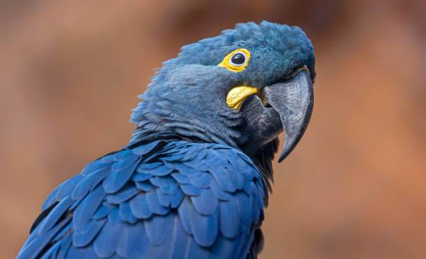 Close-up view of a Lears macaw Close-up view of a Lears macaw (Anodorhynchus leari) lears macaw stock pictures, royalty-free photos & images