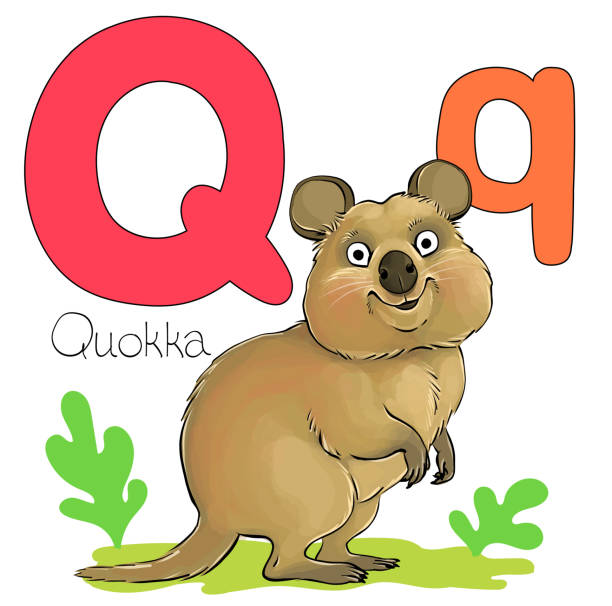 alfabet zwierzęcy - education learning preschool letter q stock illustrations